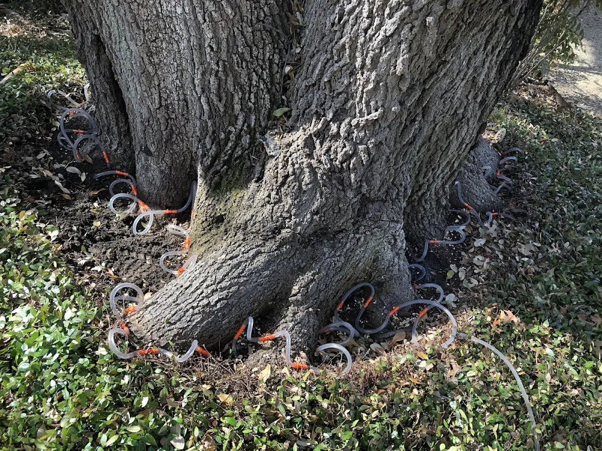 Detailed Tree Cabling and Bracing job site in Geigertown