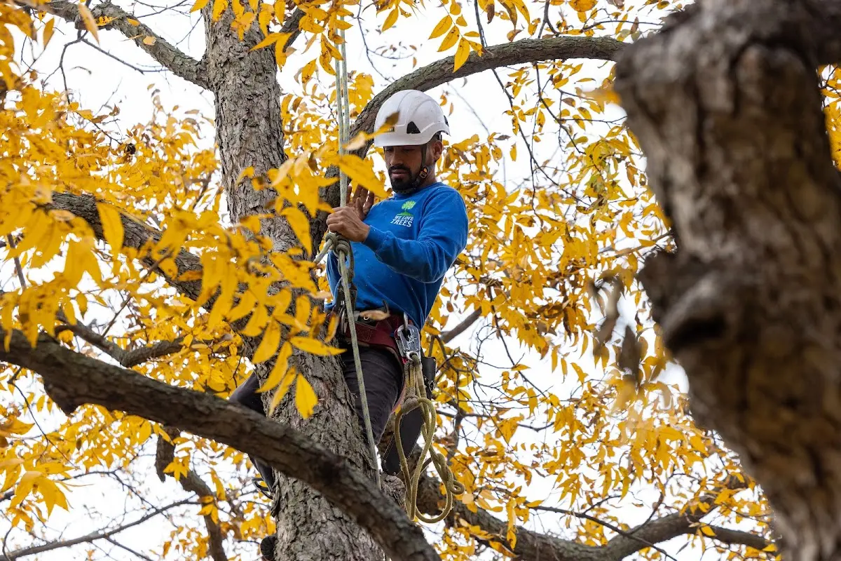 Skilled Tree Planting crew working in Geigertown