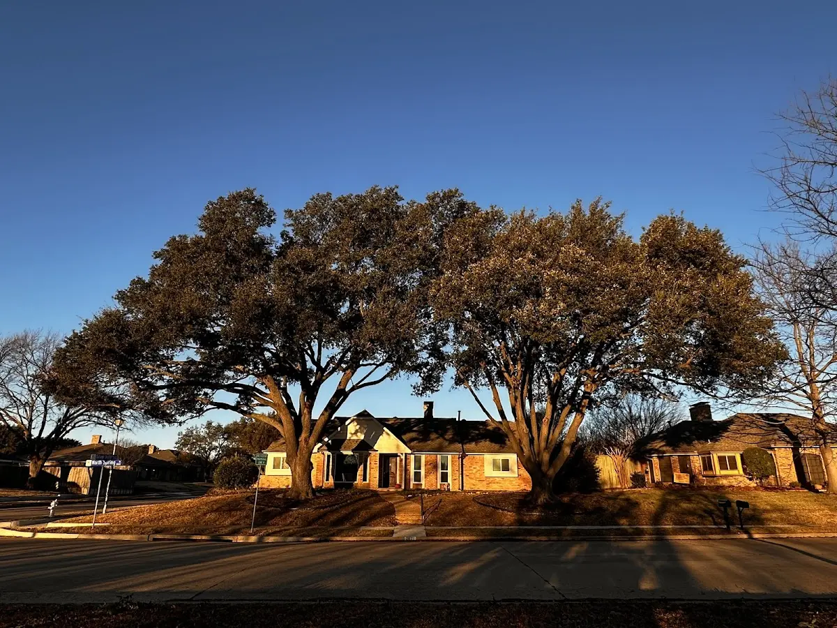 Established residential canopy tree shading a home in Geigertown
